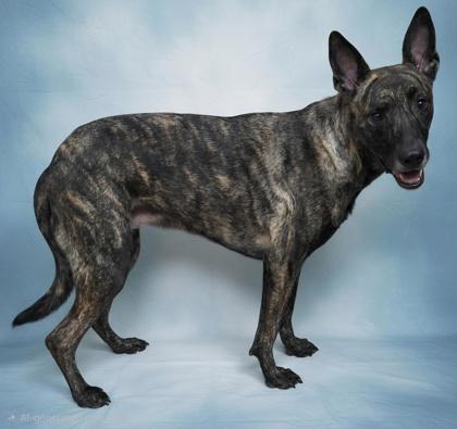 Chloe, Adoptable, Adult Female Dutch Shepherd & Mixed Breed.