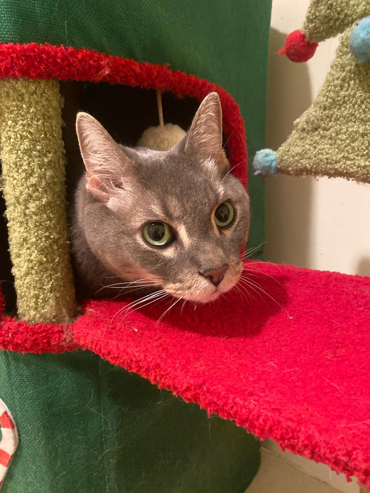 Farcus, a ADOPTABLE Egyptian Mau in Vero Beach, FL image 6/6