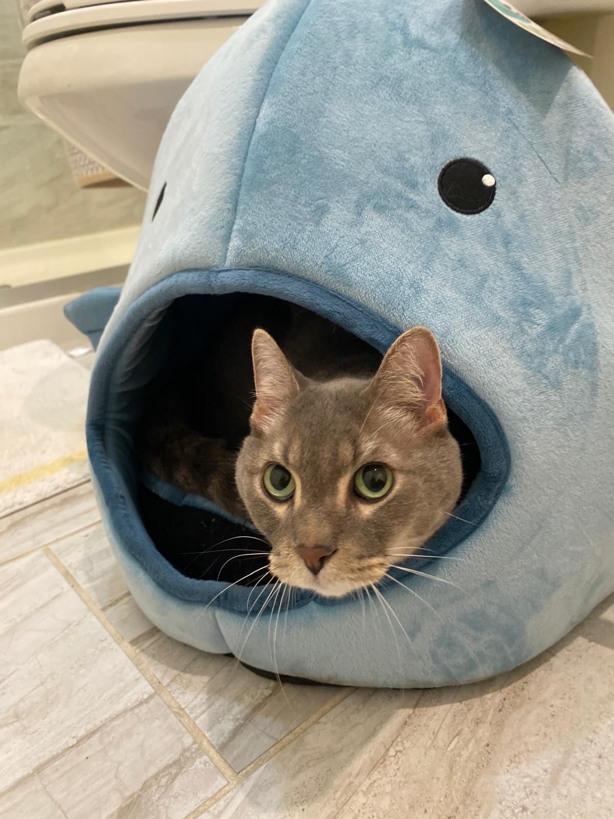 Farcus, a ADOPTABLE Egyptian Mau in Vero Beach, FL image 4/6