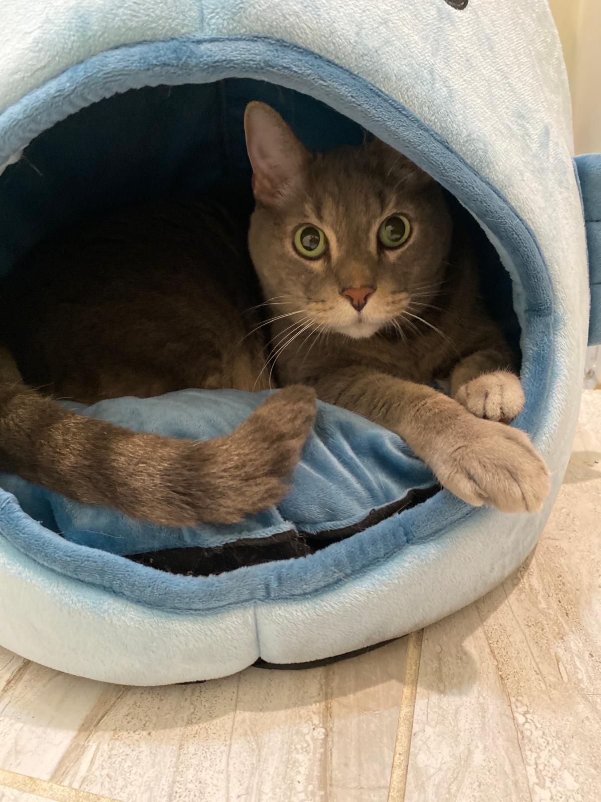 Farcus, a ADOPTABLE Egyptian Mau in Vero Beach, FL image 3/6