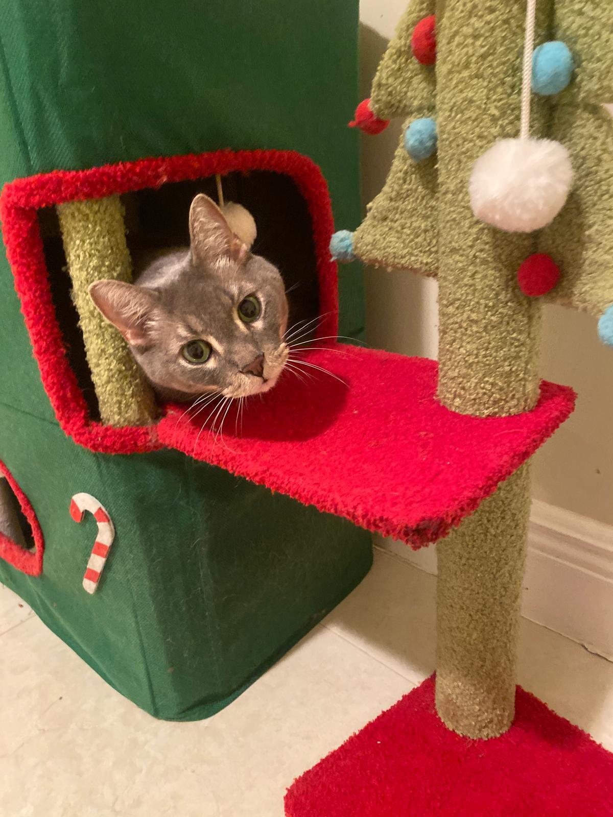 Farcus, a ADOPTABLE Egyptian Mau in Vero Beach, FL image 2/6