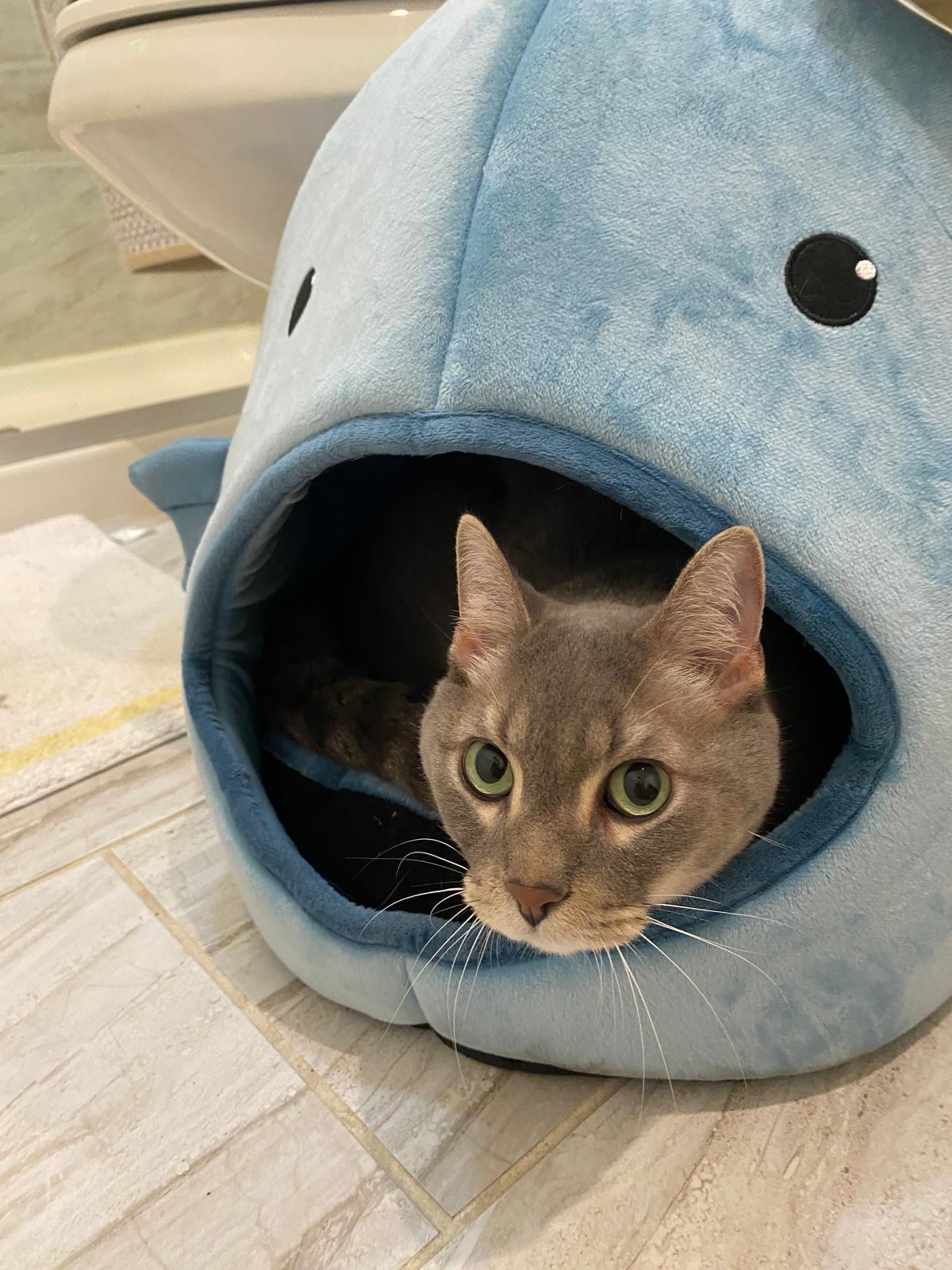 Farcus, a ADOPTABLE Egyptian Mau in Vero Beach, FL image 1/6