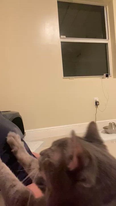 Enlarge Farcus, a ADOPTABLE Egyptian Mau in Vero Beach, FL video 5/6