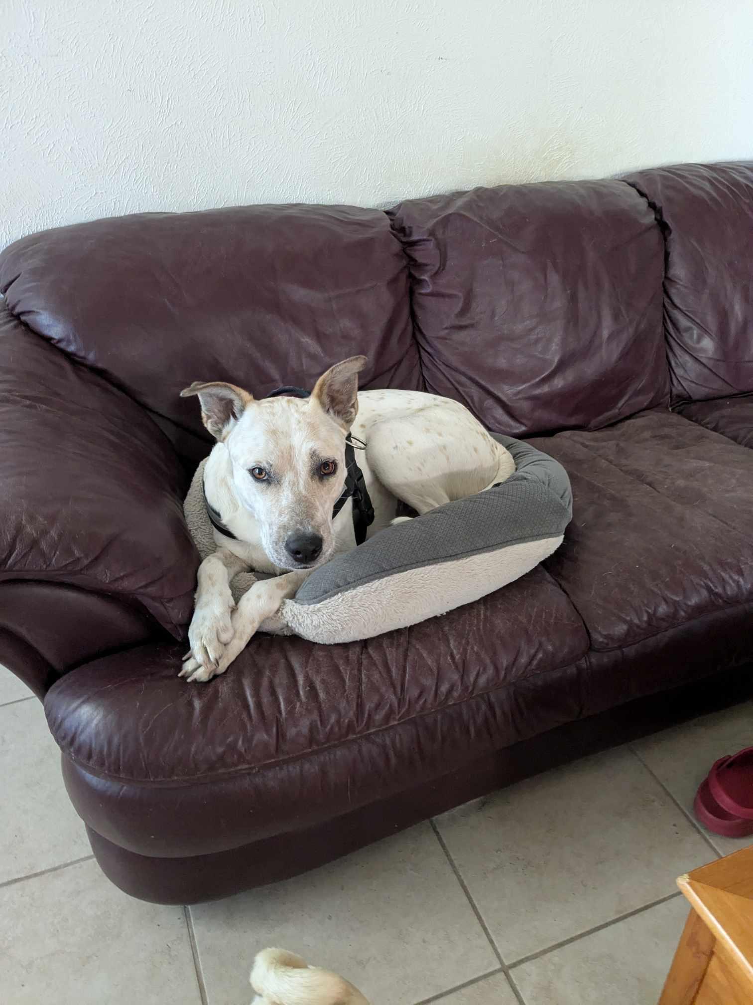 Saki, Adoptable, Adult Female Australian Cattle Dog / Blue Heeler & Labrador Retriever.