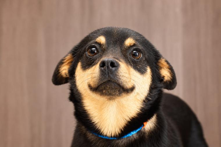 Blair, Adoptable, Young Female Chihuahua & Mixed Breed.