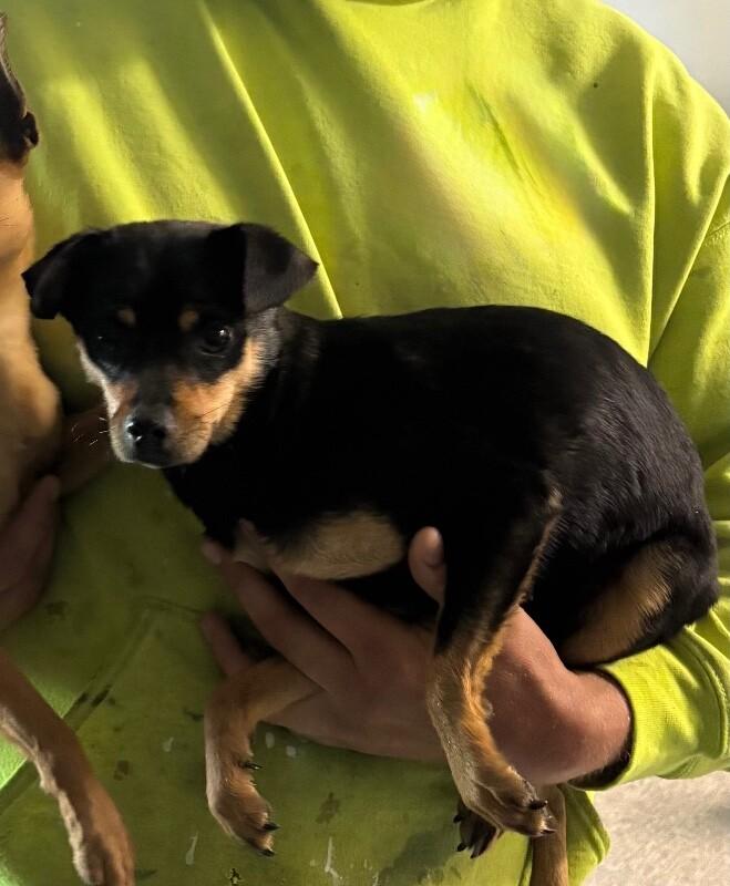 Enlarge Blair, a Adoptable mixed breed in Georgetown, OH image 1/1