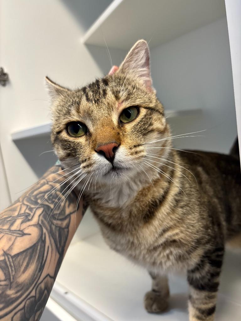 Enlarge Manny, a Adoptable mixed breed in Newcastle, OK image 2/2