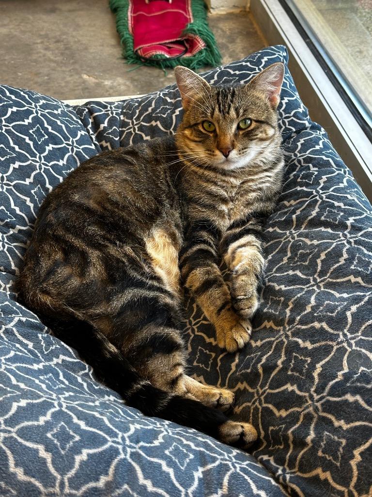 Manny, Adoptable, Young Male Domestic Short Hair.