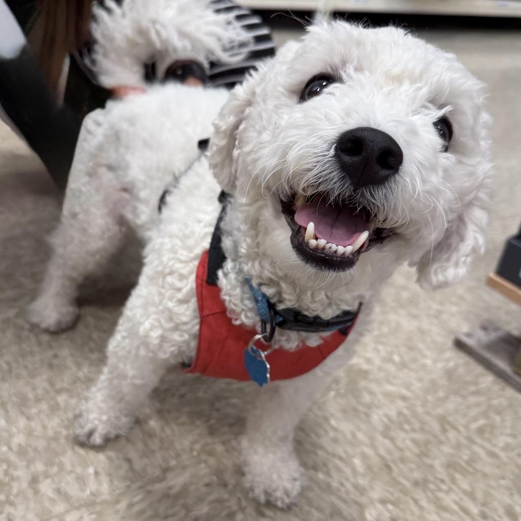 Wally, Adoptable, Adult Male Poodle & Mixed Breed.