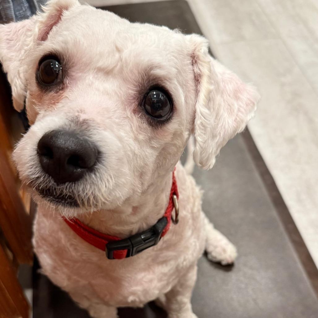 Enlarge Wally, a Adoptable mixed breed in Las Vegas, NV image 2/3