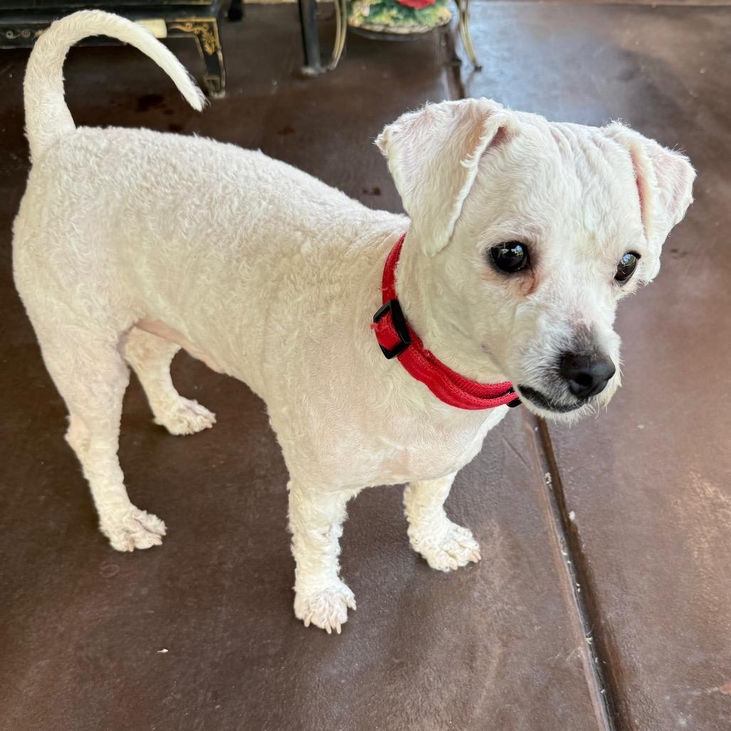 Enlarge Wally, a Adoptable mixed breed in Las Vegas, NV image 3/3