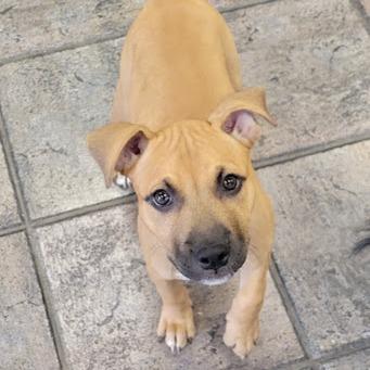 Ruby Leigh, Adoptable, Puppy Female Black Mouth Cur & Labrador Retriever.