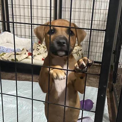 Enlarge Ruby Leigh, a Adoptable mixed breed in Grand Island, NE image 2/4
