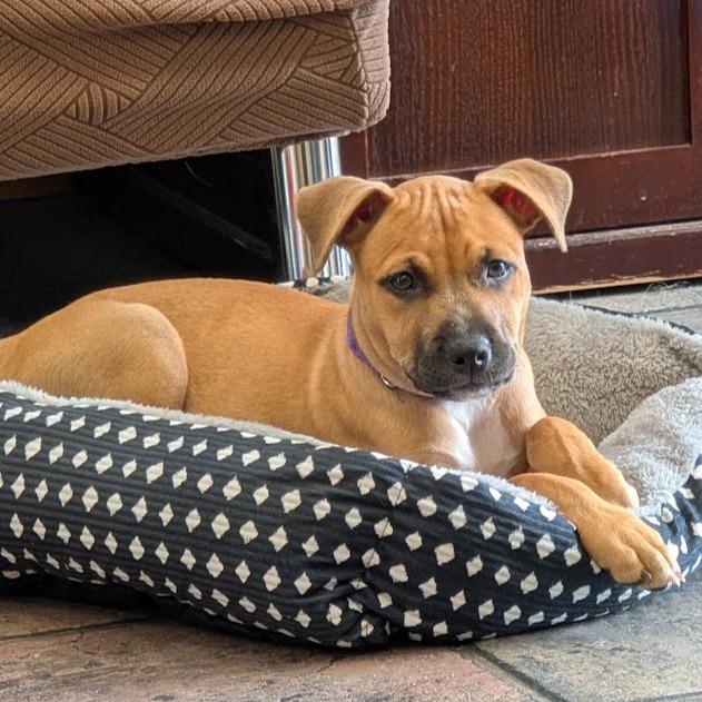 Enlarge Ruby Leigh, a Adoptable mixed breed in Grand Island, NE image 3/4