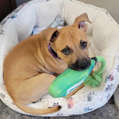 Enlarge Ruby Leigh, a Adoptable mixed breed in Grand Island, NE image 4/4