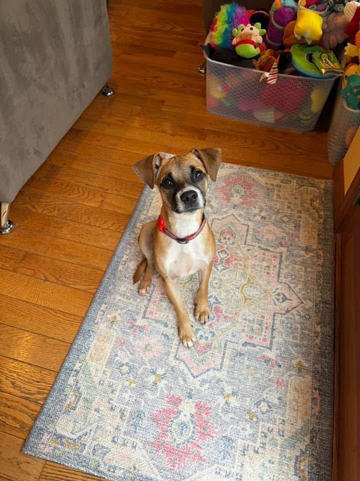 Enlarge Marvin, a Adoptable mixed breed in Berlin, NJ image 1/3