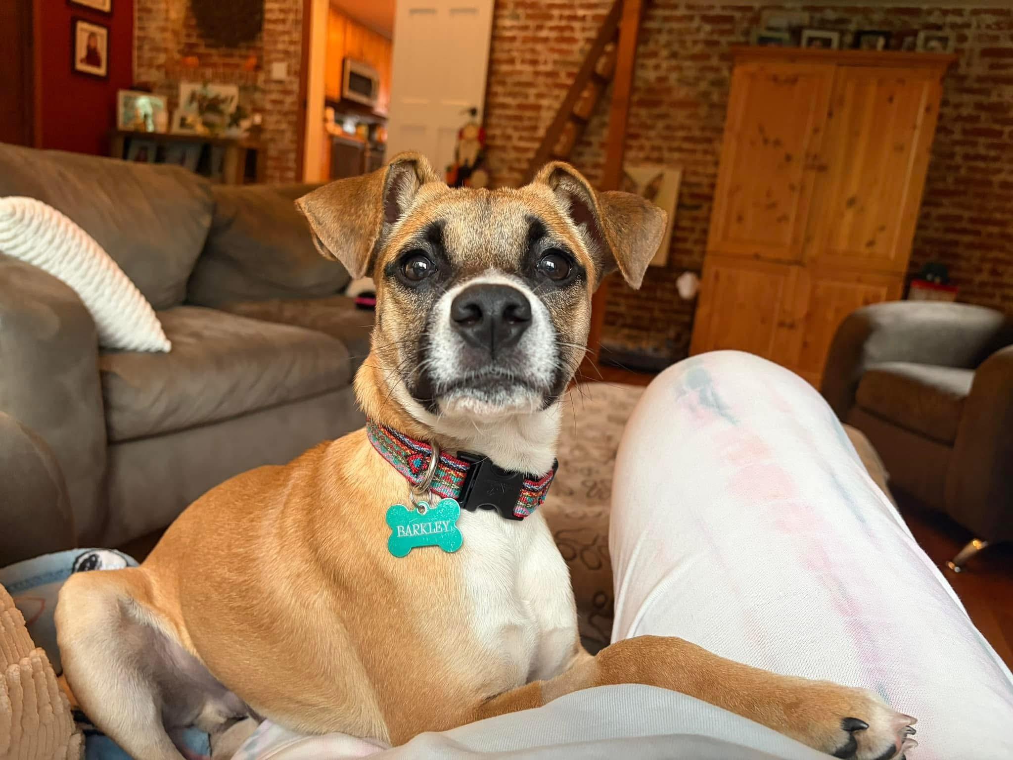 Enlarge Marvin, a Adoptable mixed breed in Berlin, NJ image 2/3