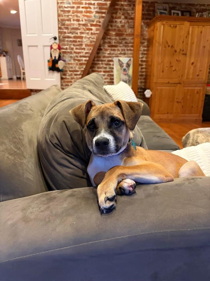 Enlarge Marvin, a Adoptable mixed breed in Berlin, NJ image 3/3