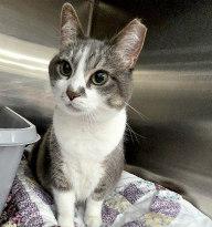 NEBULA, adopted, Adult Female Domestic Short Hair.