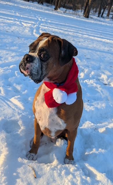 Oz, ADOPTABLE, Adult Male Boxer.