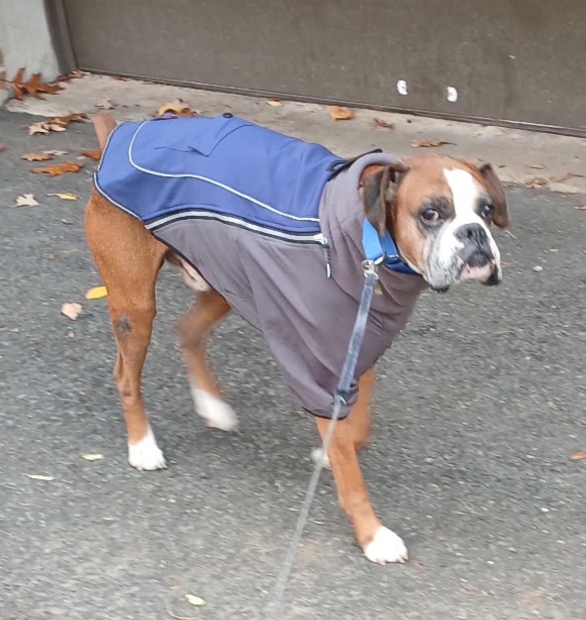 Enlarge Oz, a ADOPTABLE Boxer in Middlesex, NJ image 5/5