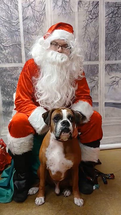 Enlarge Oz, a ADOPTABLE Boxer in Middlesex, NJ video 3/5