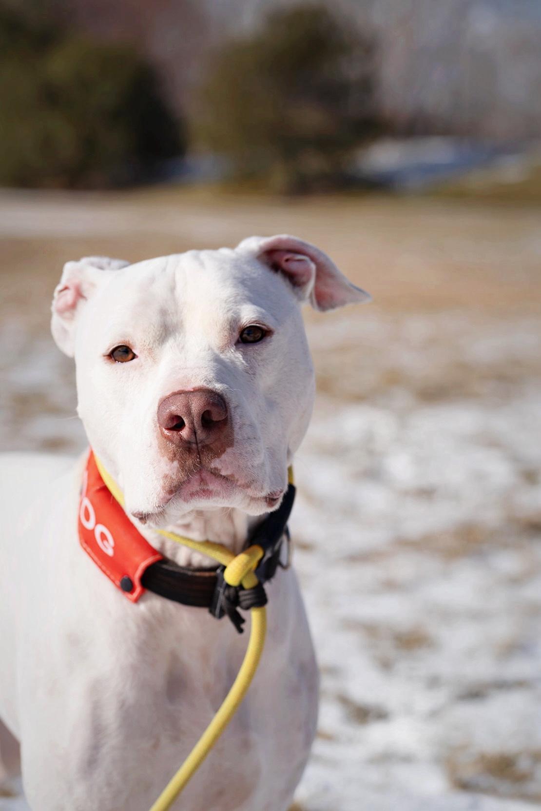 Olaf, an adoptable American Staffordshire Terrier in salt lake city, UT, 84102 | Photo Image 1