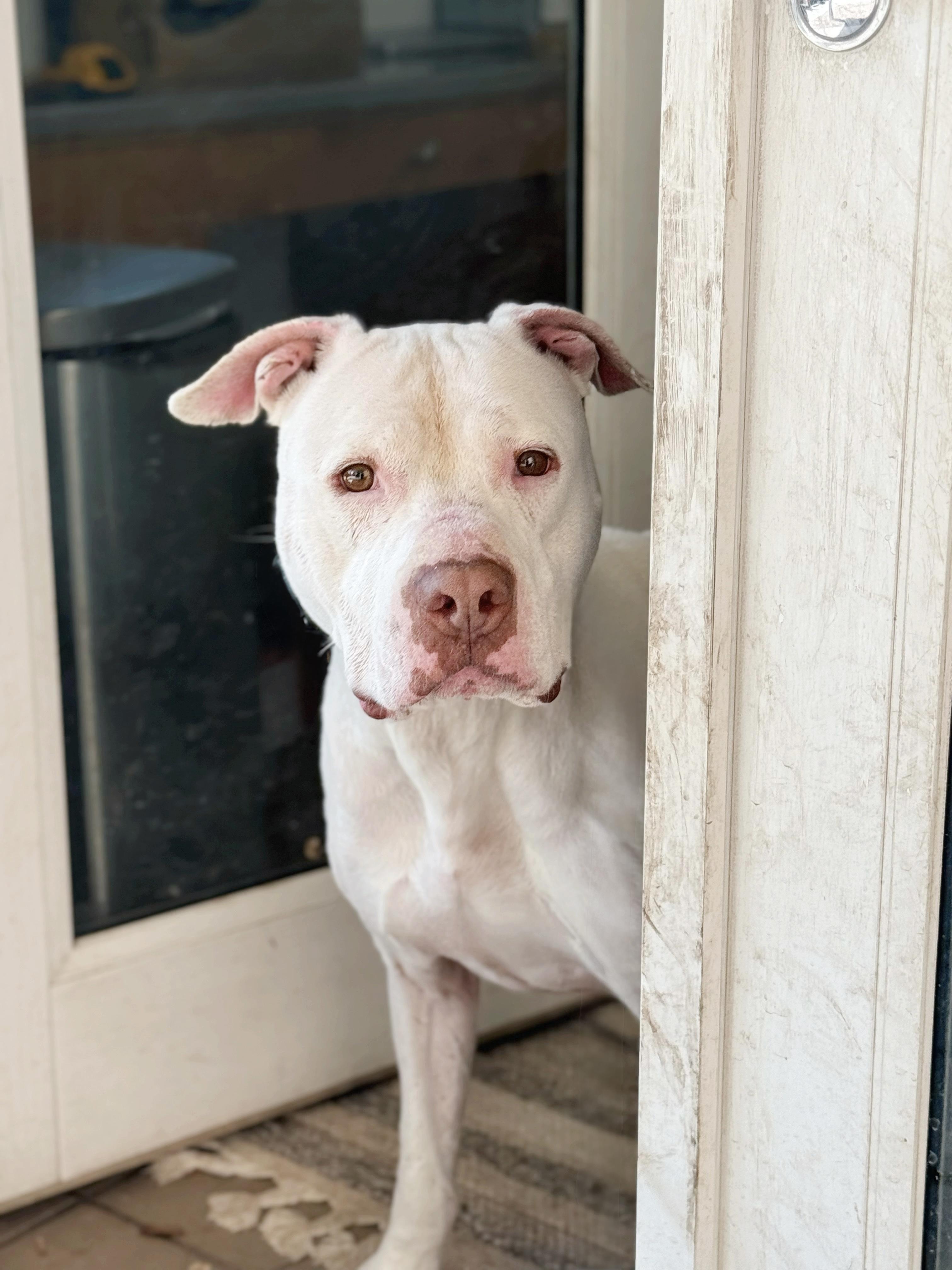 Olaf, a Adoptable American Staffordshire Terrier in salt lake city, UT image 1/6