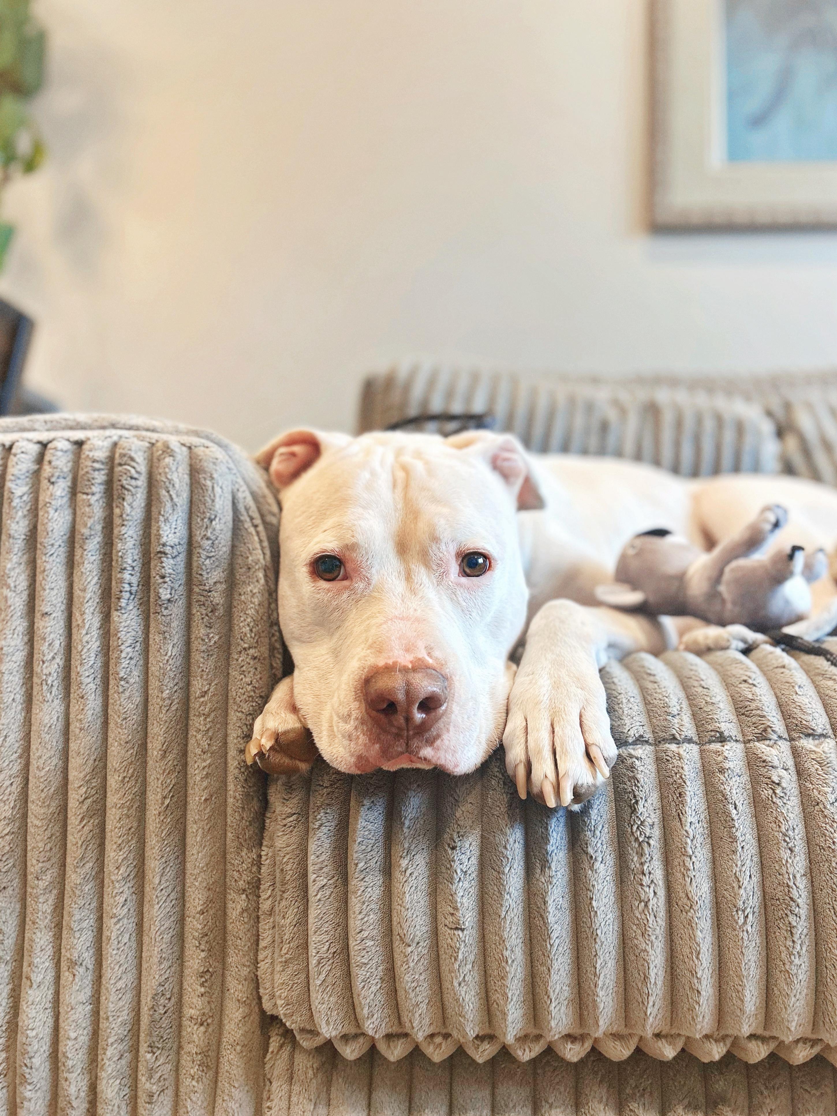 Olaf, an adoptable American Staffordshire Terrier in salt lake city, UT, 84102 | Photo Image 4