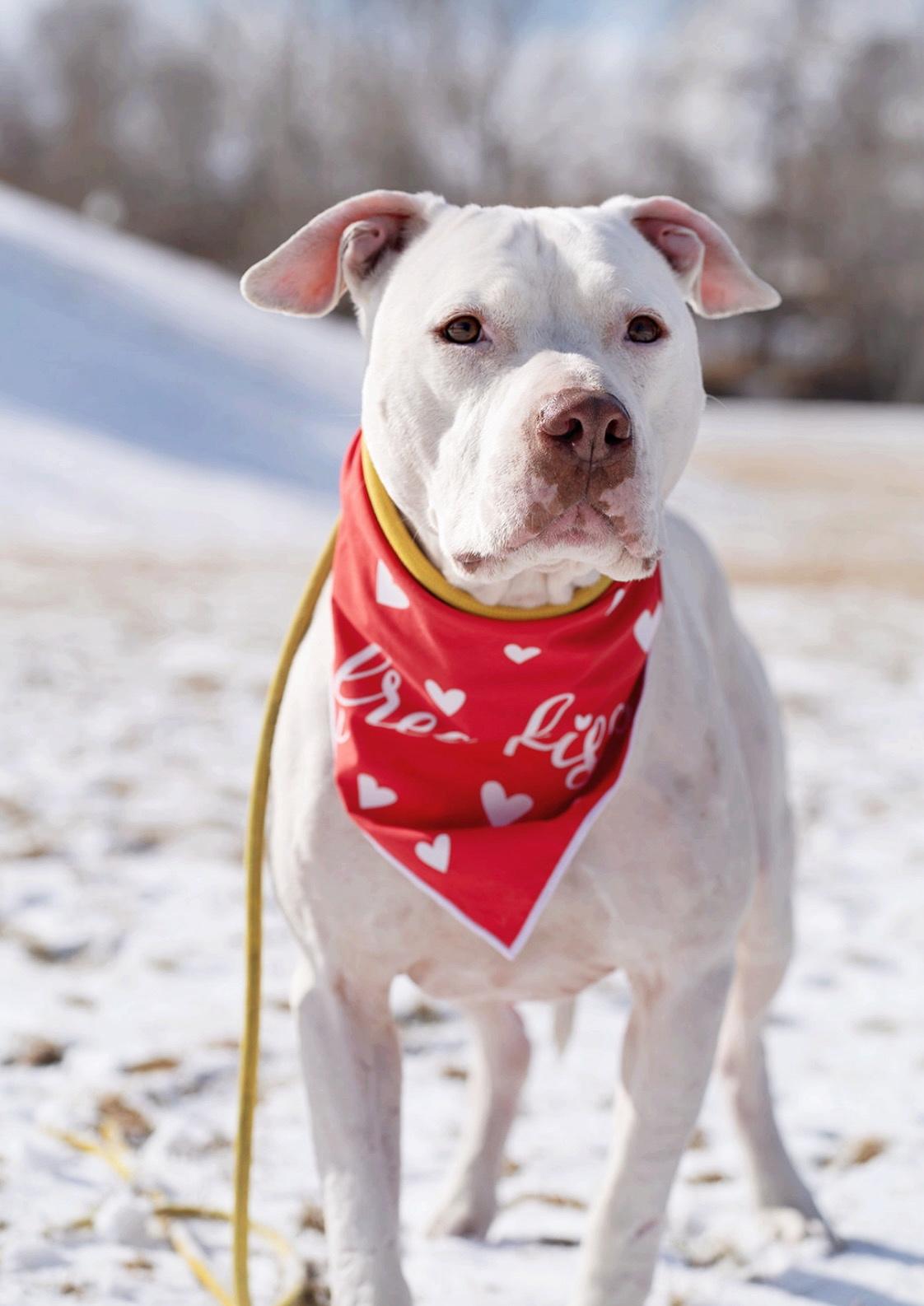 Olaf, an adoptable American Staffordshire Terrier in salt lake city, UT, 84102 | Photo Image 5