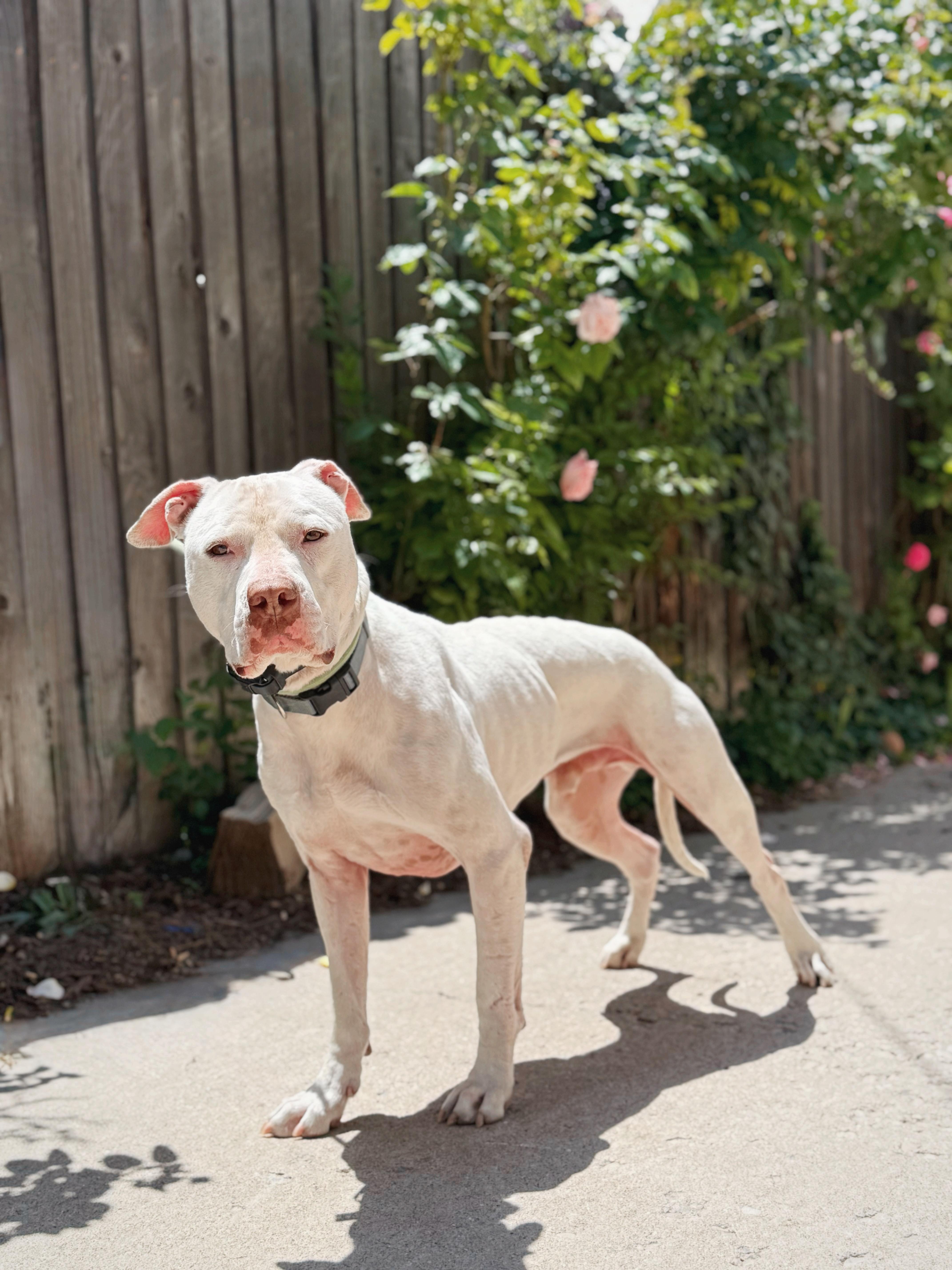 Olaf, an adoptable American Staffordshire Terrier in salt lake city, UT, 84102 | Photo Image 3