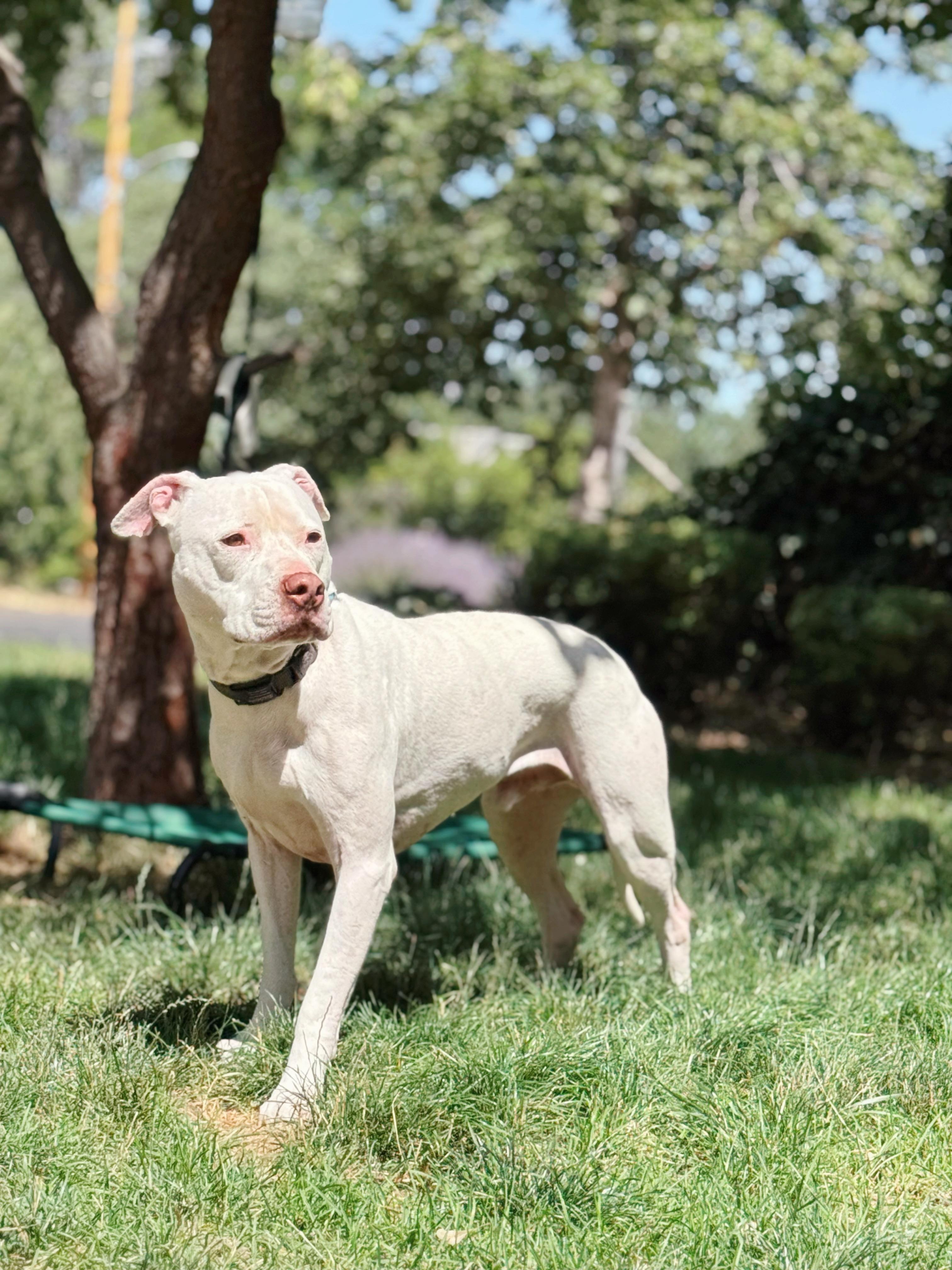 Olaf, a Adoptable American Staffordshire Terrier in salt lake city, UT image 6/6