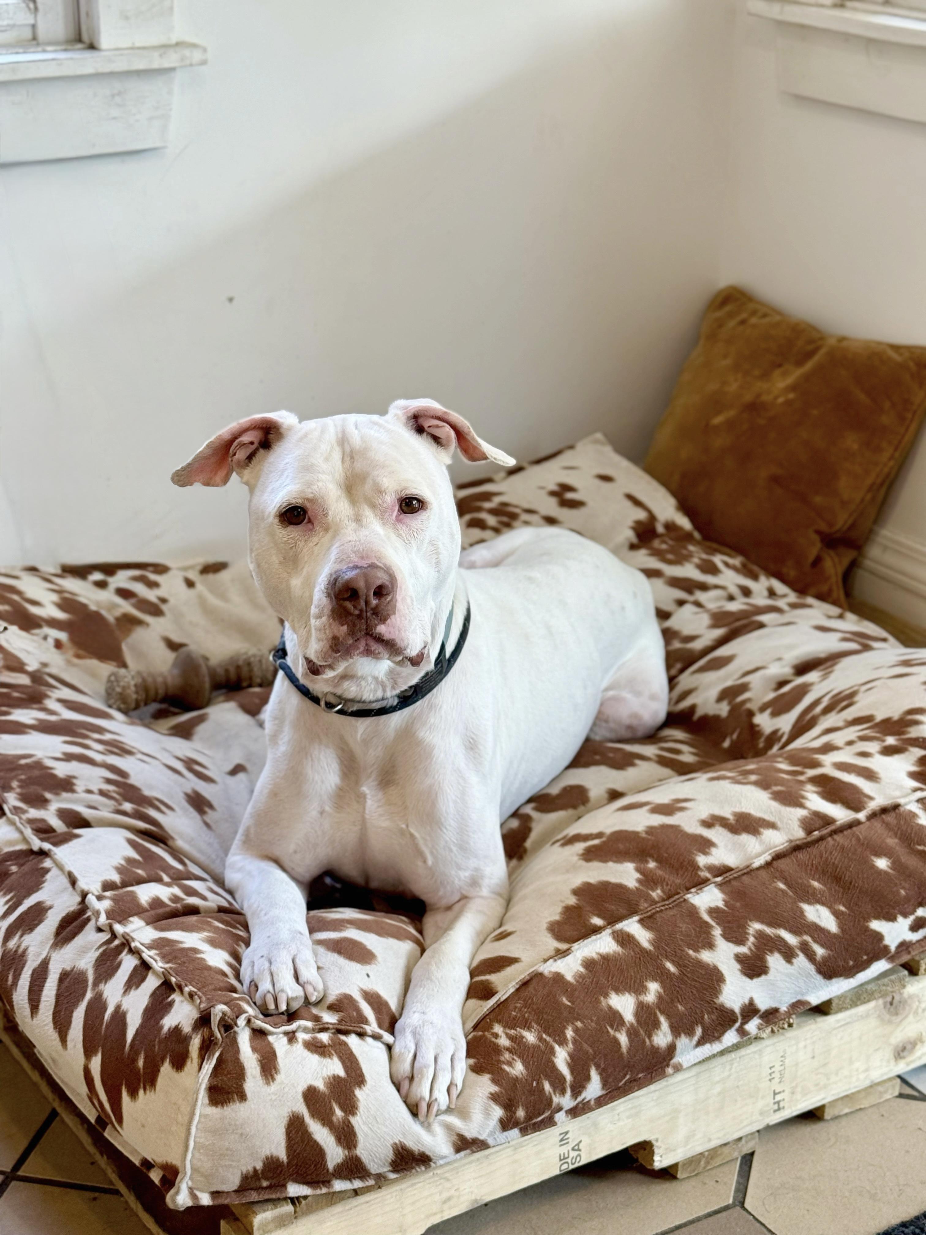 Olaf, Adult Male American Staffordshire Terrier