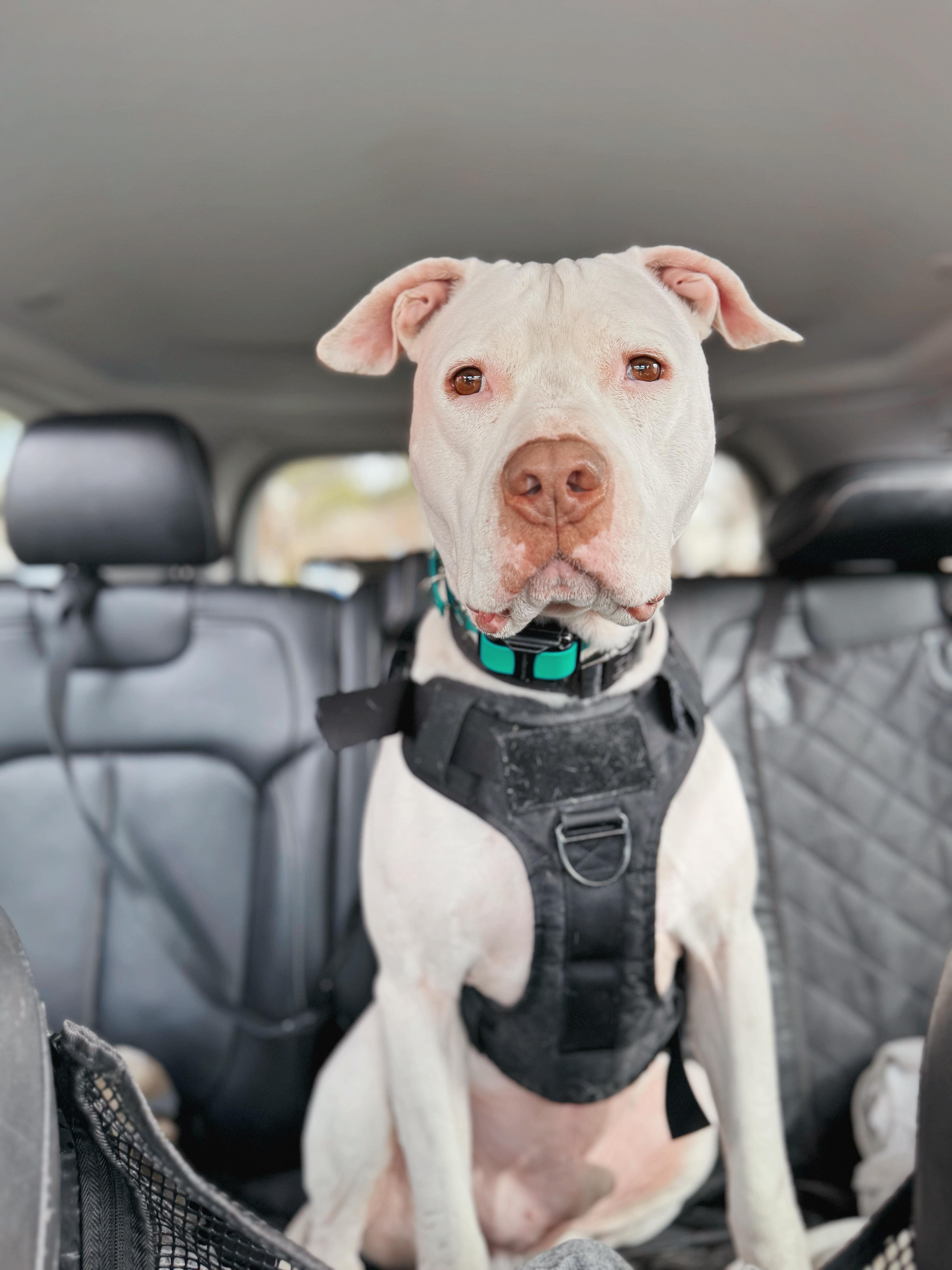 Olaf, an adoptable American Staffordshire Terrier in salt lake city, UT, 84102 | Photo Image 6
