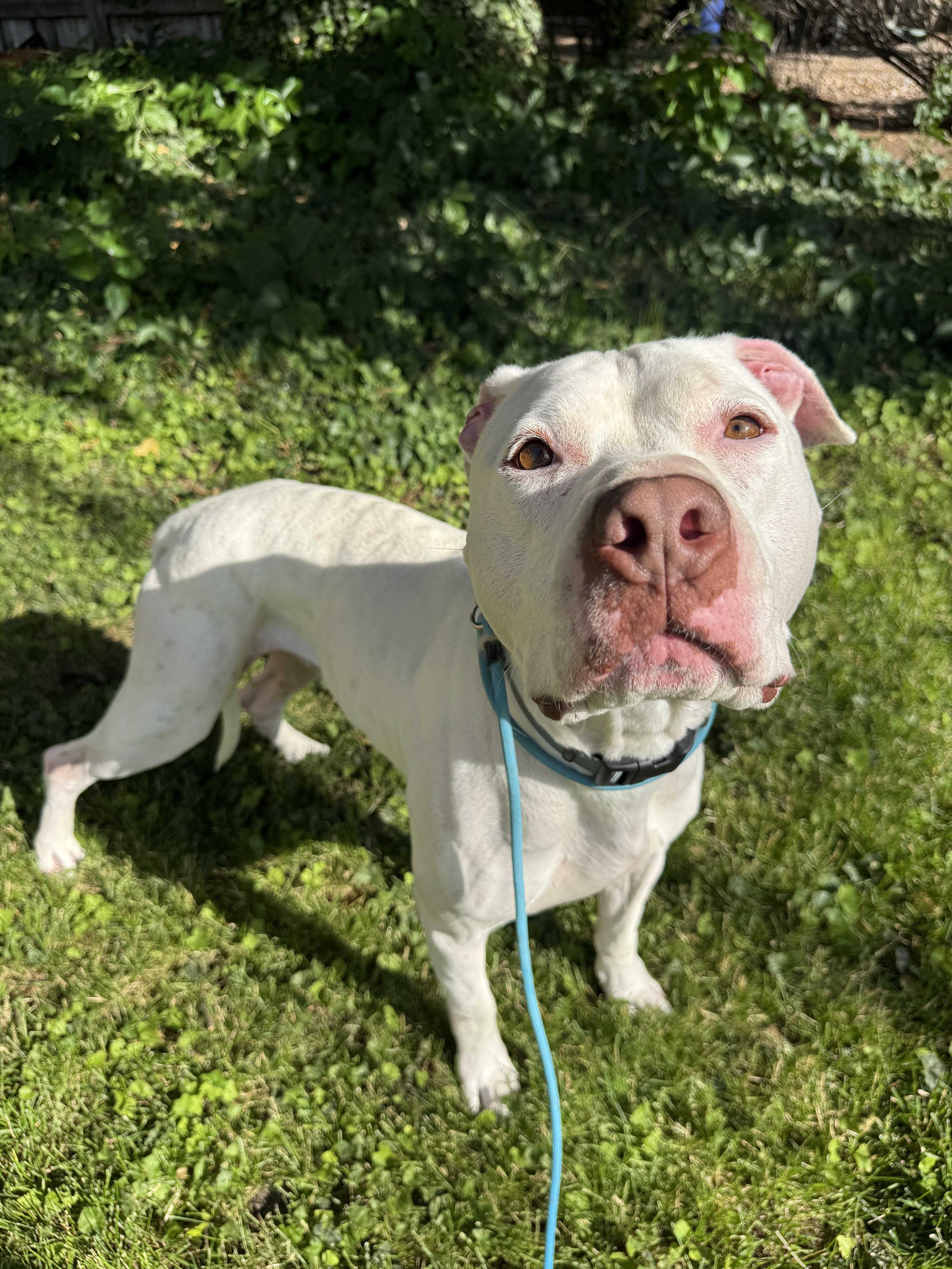 Olaf photo 4