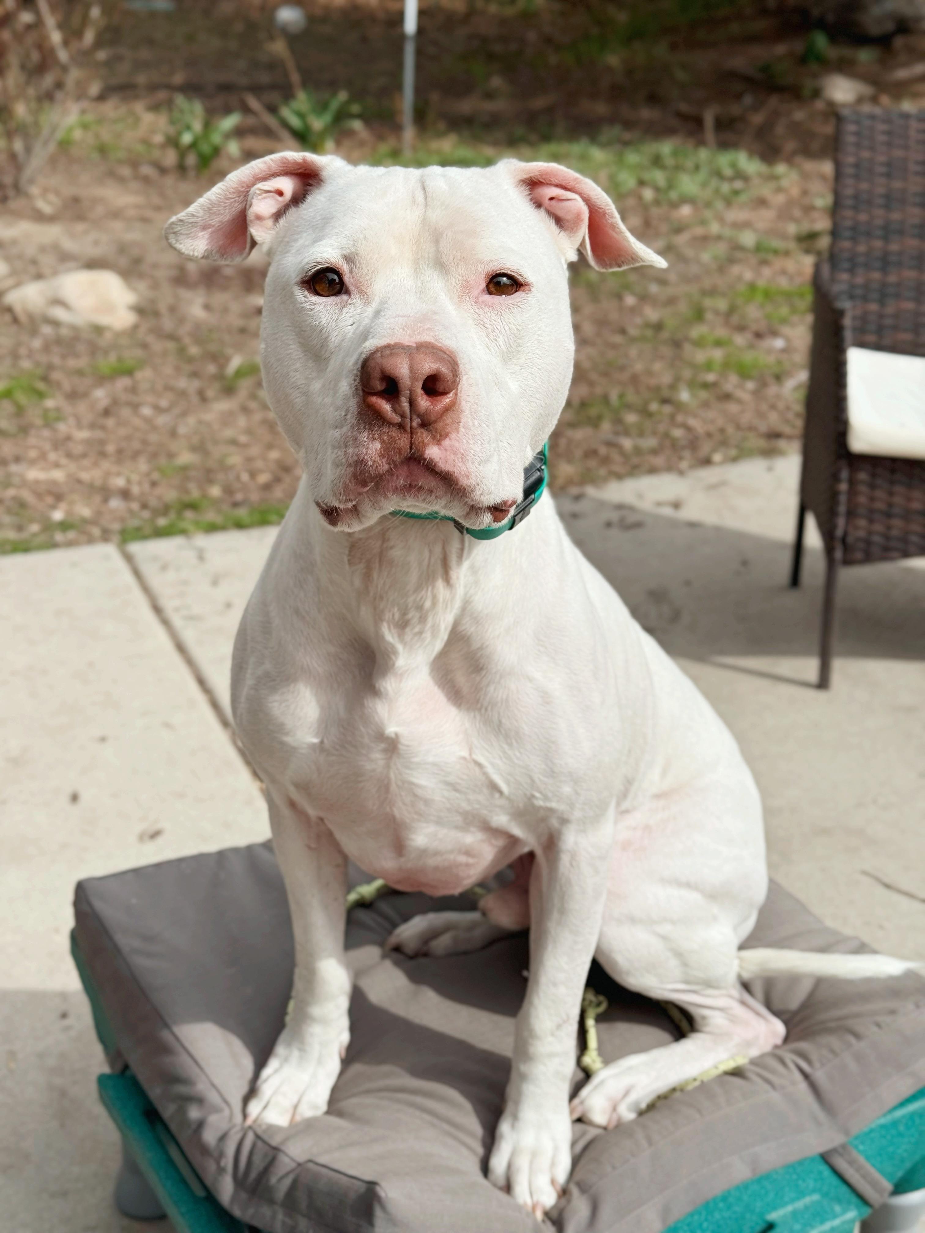 Olaf, a Adoptable American Staffordshire Terrier in salt lake city, UT image 5/6