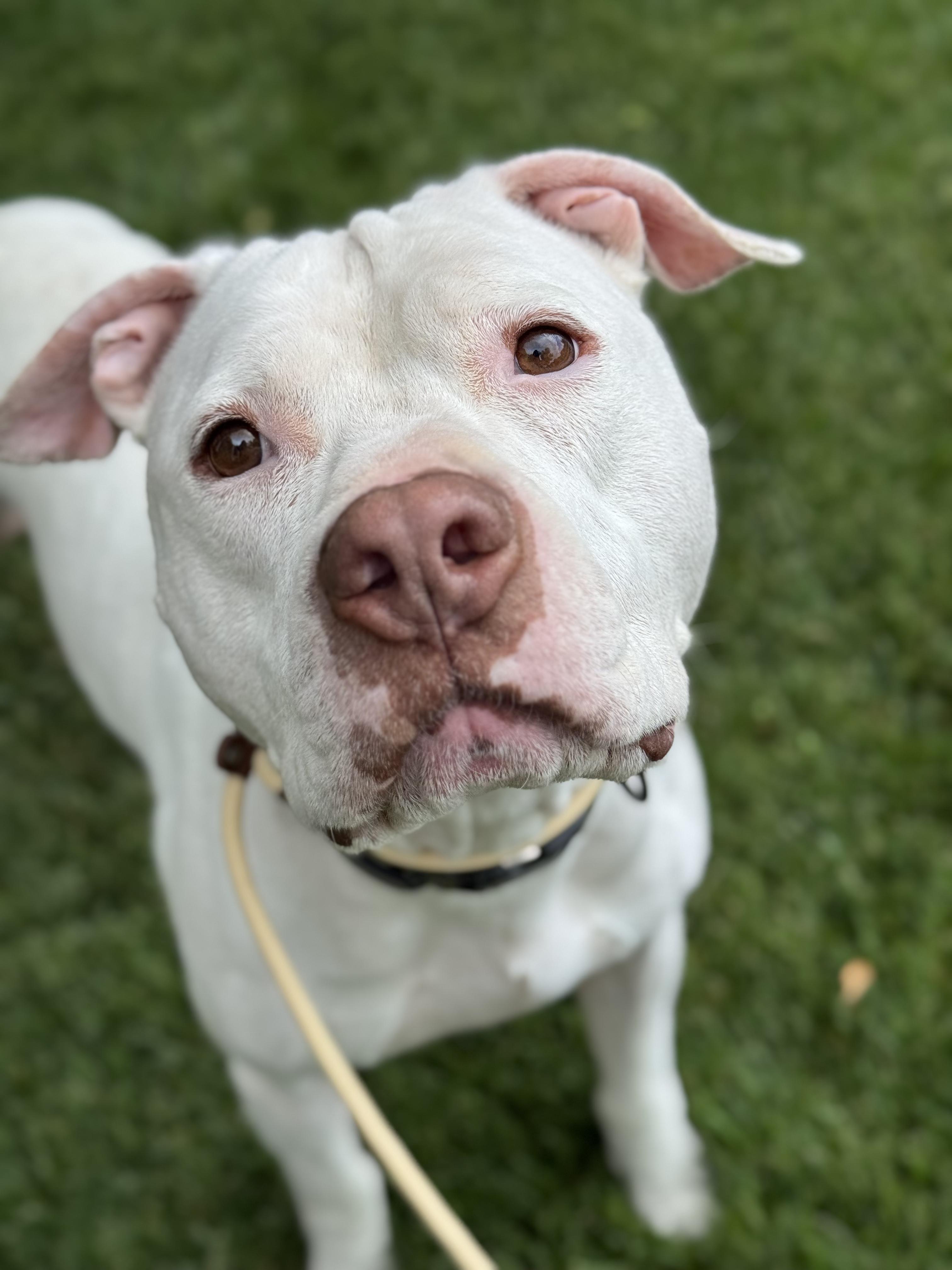 Olaf, a Adoptable American Staffordshire Terrier in salt lake city, UT image 2/6