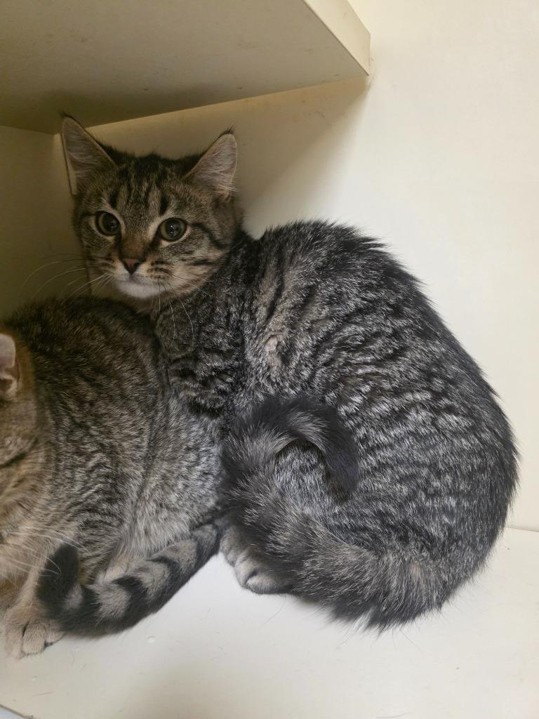 Brooks, Adoptable, Kitten Male Domestic Short Hair.