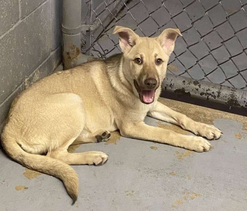 Enlarge Sandy, a Adopted mixed breed in Lockport, NY image 1/1