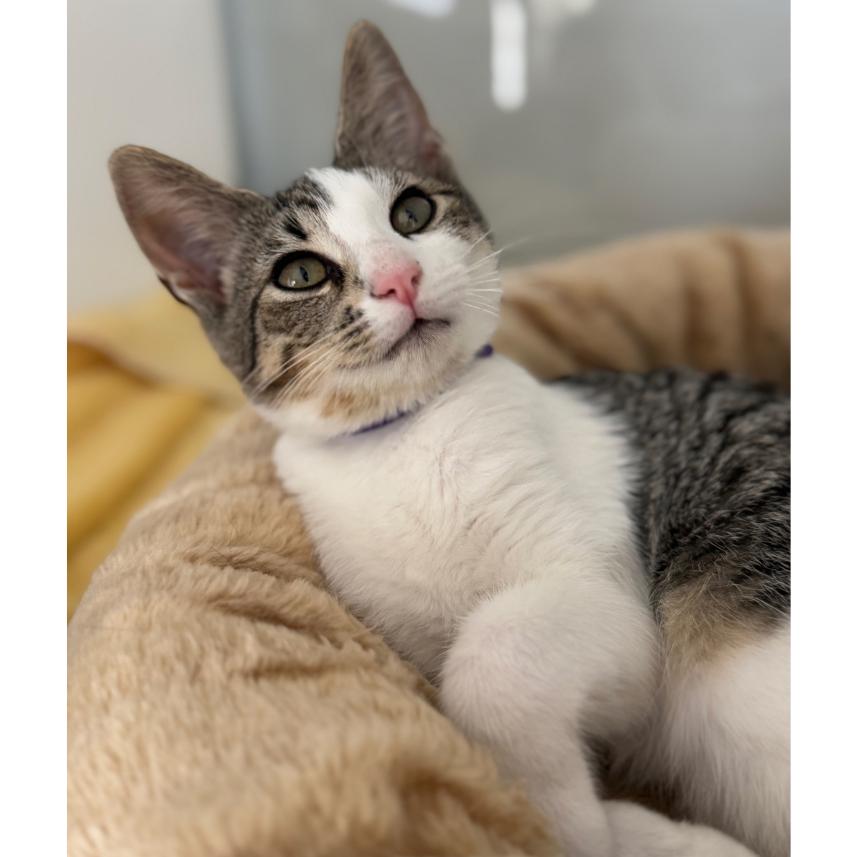 Novel, Adoptable, Kitten Female Domestic Short Hair.