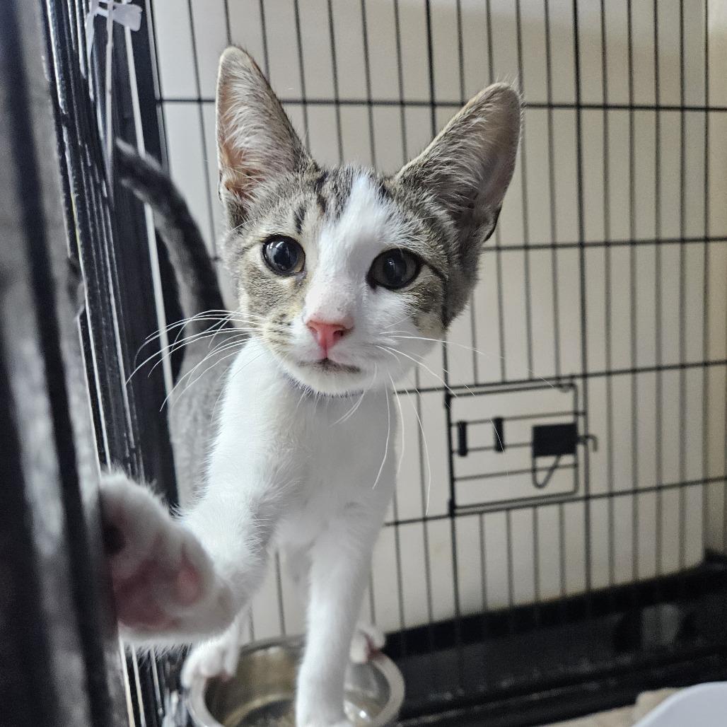 Enlarge Novel, a Adoptable Domestic Short Hair in Pasadena , MD image 2/3