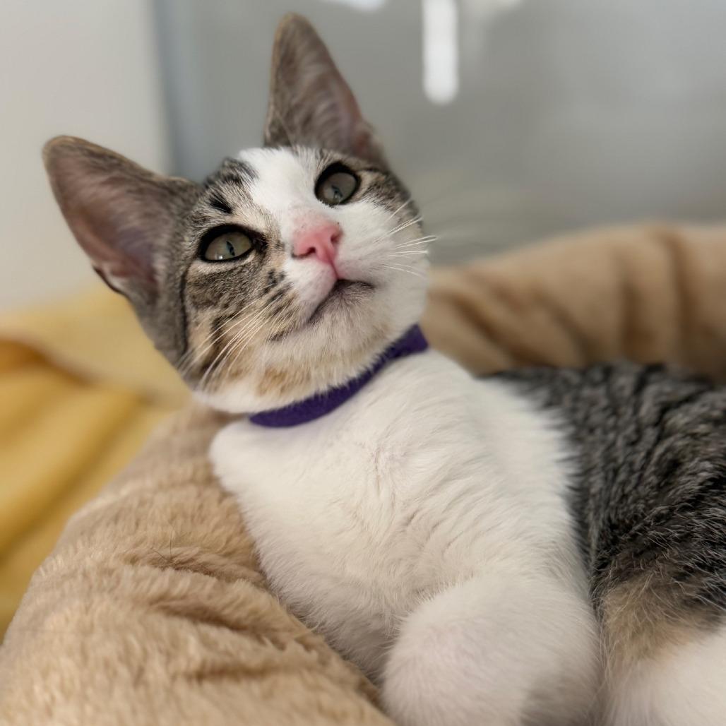 Enlarge Novel, a Adoptable Domestic Short Hair in Pasadena , MD image 3/3