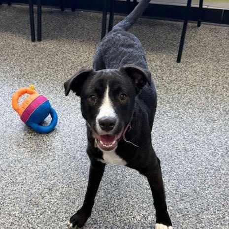 Enlarge BUBLE, a Adoptable mixed breed in Cranston, RI image 1/2