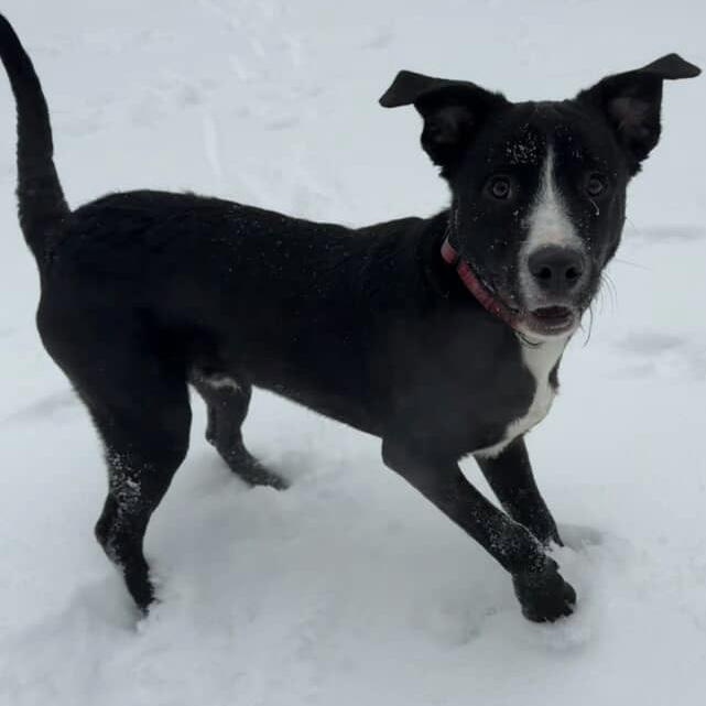Enlarge BUBLE, a Adoptable mixed breed in Cranston, RI image 2/2