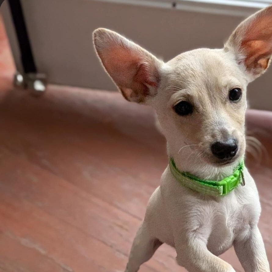Kuzco, a ADOPTABLE mixed breed in Raeford, NC image 3/3