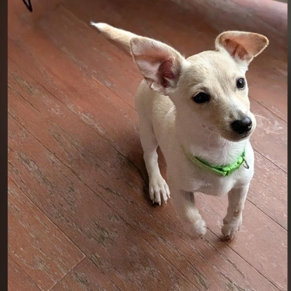 Kuzco, a ADOPTABLE mixed breed in Raeford, NC image 2/3