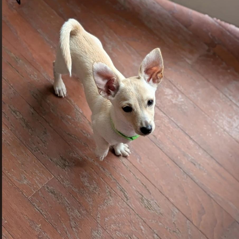 Kuzco, ADOPTABLE, Puppy Male Chihuahua & Dachshund.