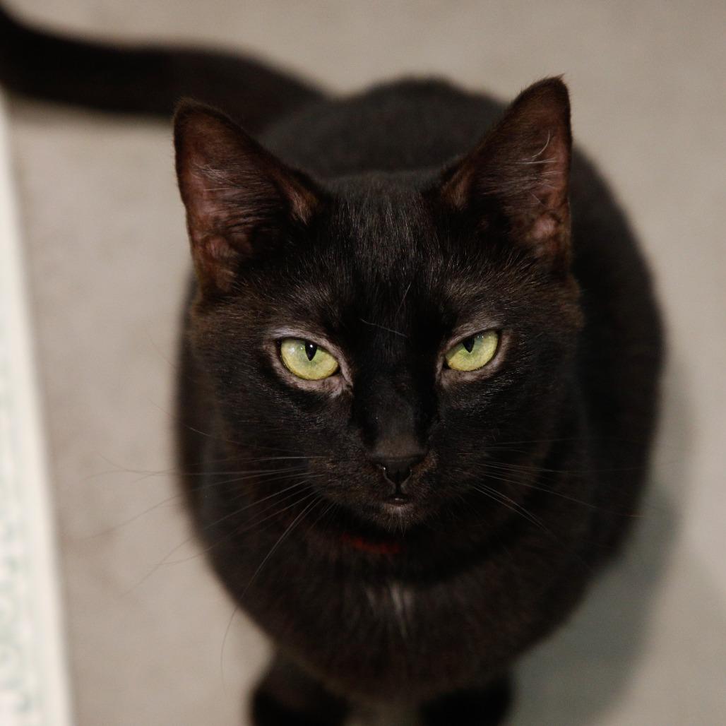 Djinn, Adoptable, Adult Female Domestic Short Hair & Domestic Short Hair.
