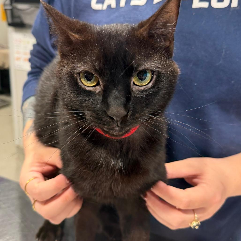 Enlarge Djinn, a Adoptable mixed breed in Tampa, FL image 2/2