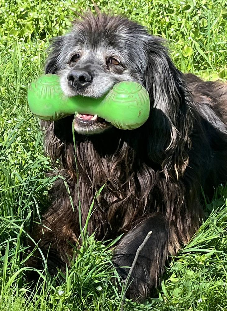Scully, a Adoptable mixed breed in Jamestown, CA image 1/6